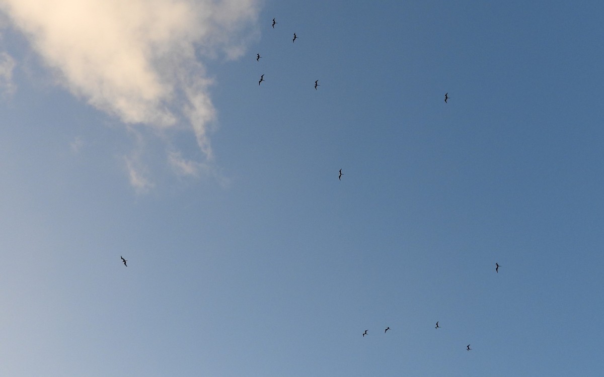 Magnificent Frigatebird - ML627554893