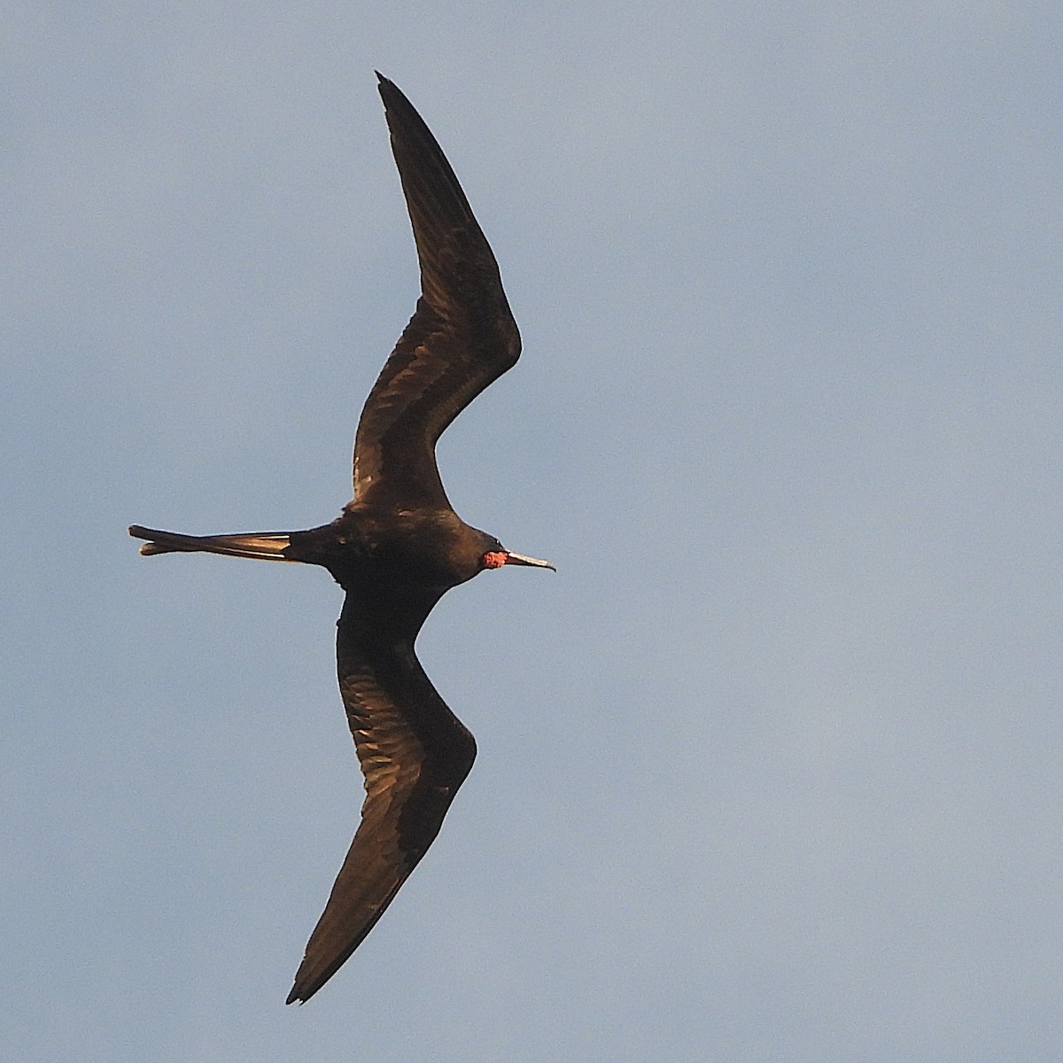 Magnificent Frigatebird - ML627554894