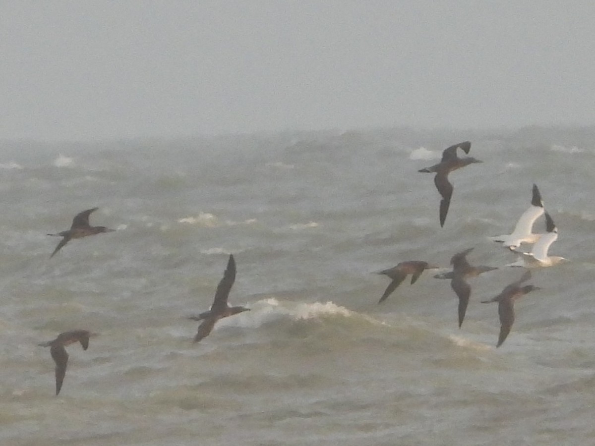 Northern Gannet - ML627554903