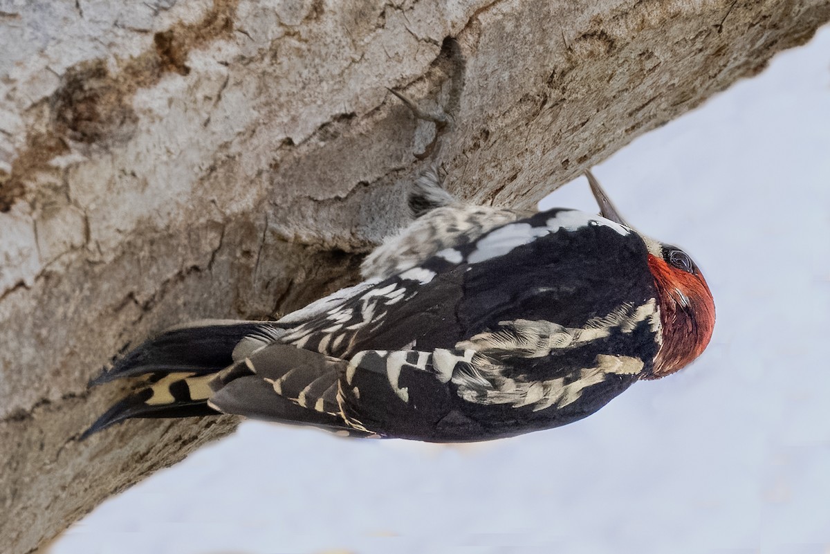 Red-breasted Sapsucker - ML627554908