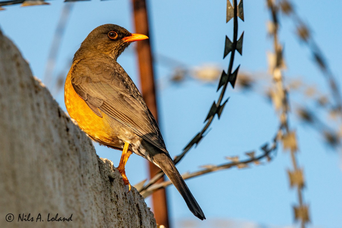 Abyssinian Thrush - ML627554919