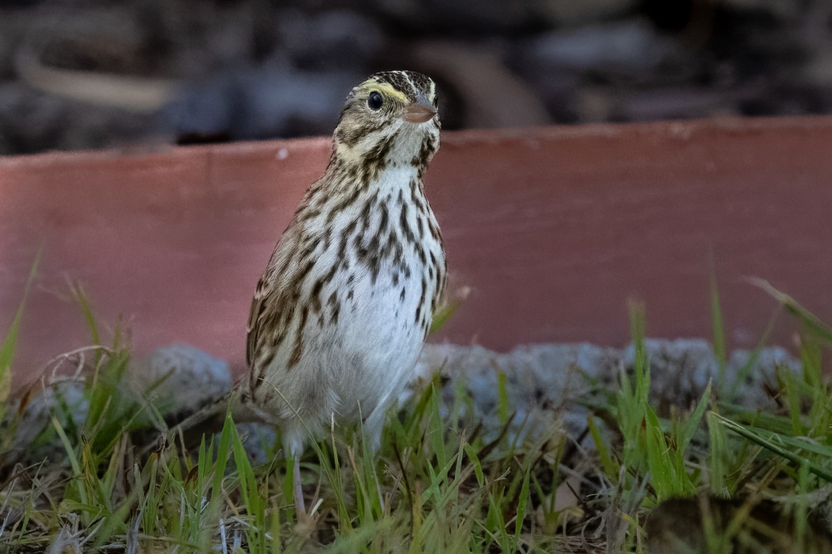 Savannah Sparrow - ML627554930