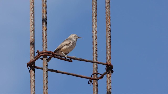 Rock Wren - ML627554941