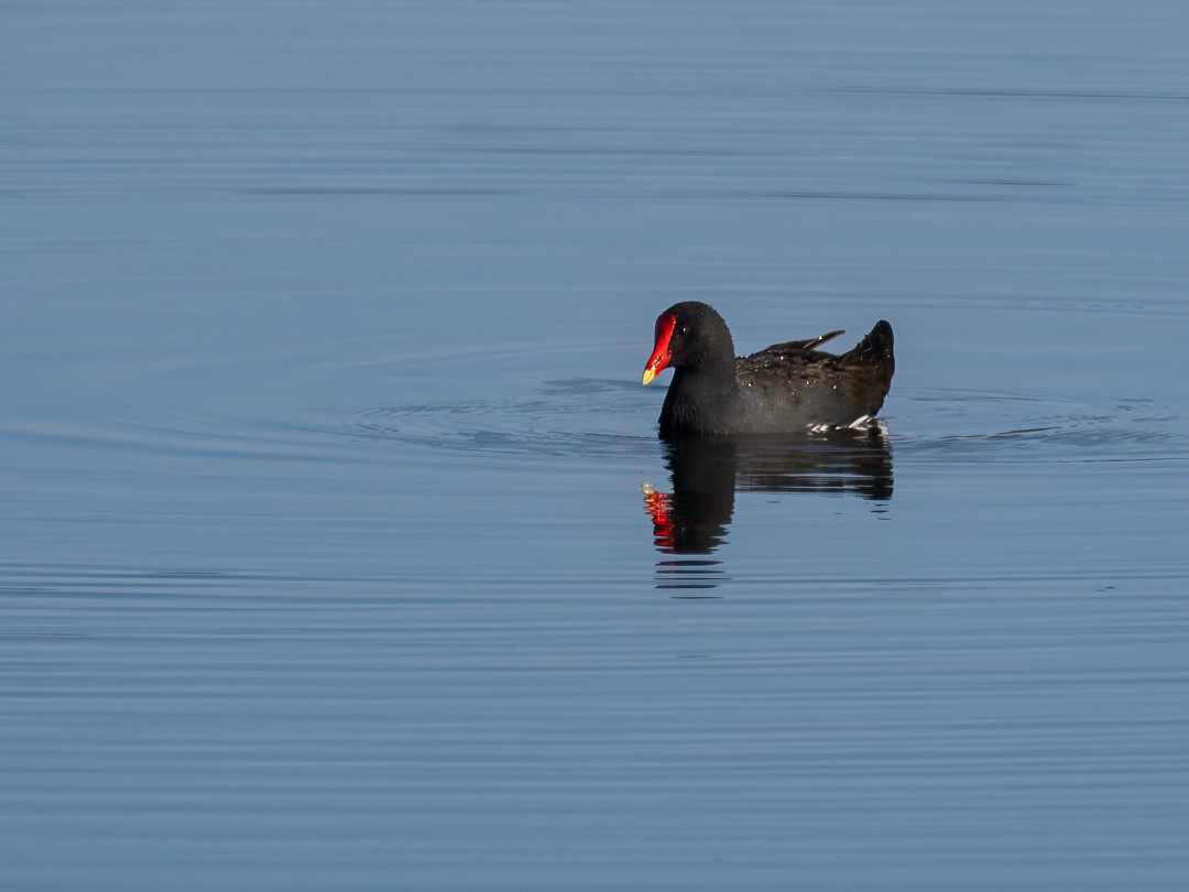 Common Gallinule (American) - ML627555029