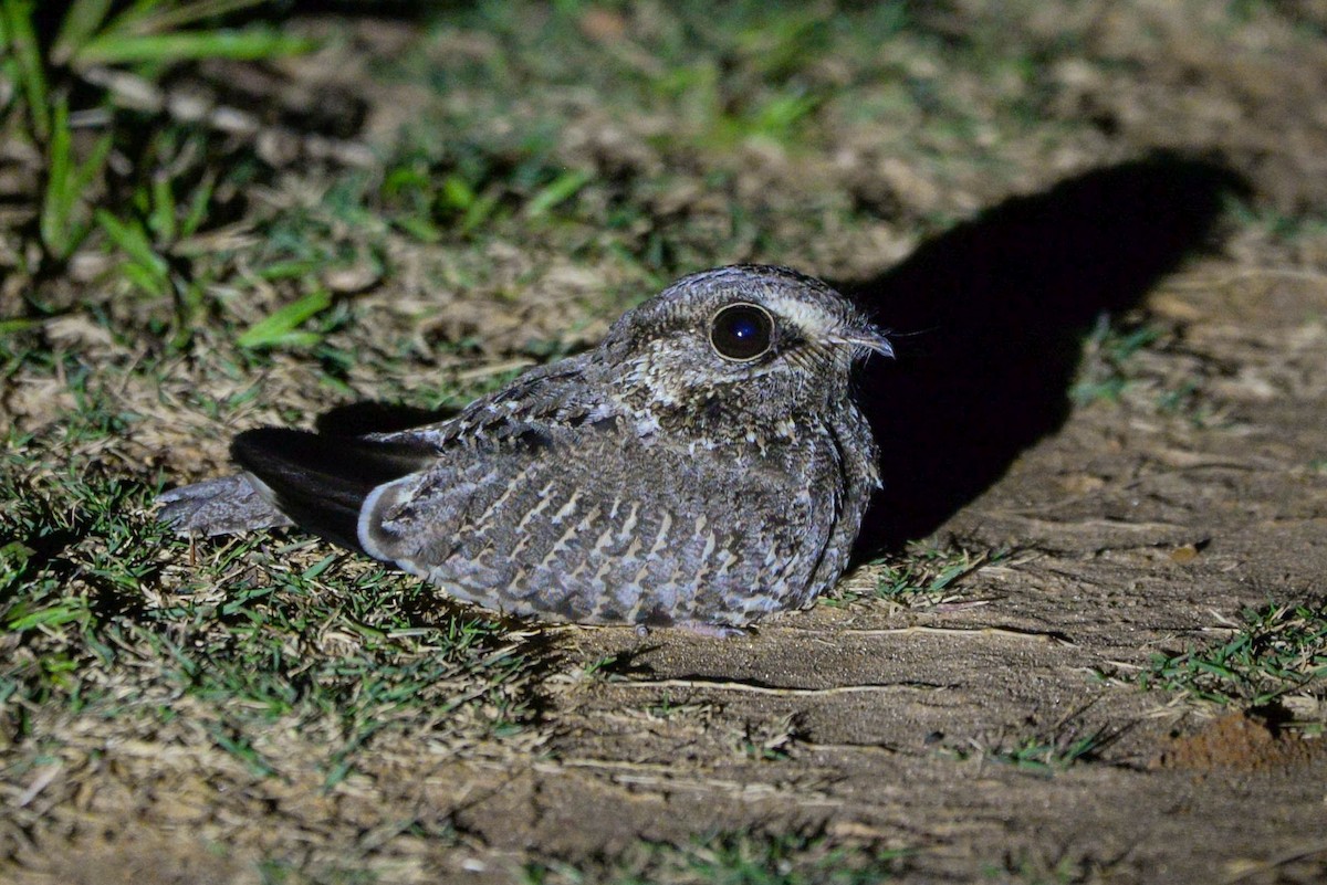 Sickle-winged Nightjar - ML627555056