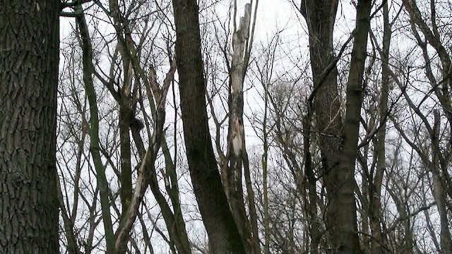 Great Spotted Woodpecker (Great Spotted) - ML627555172
