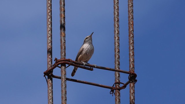 Rock Wren - ML627555193