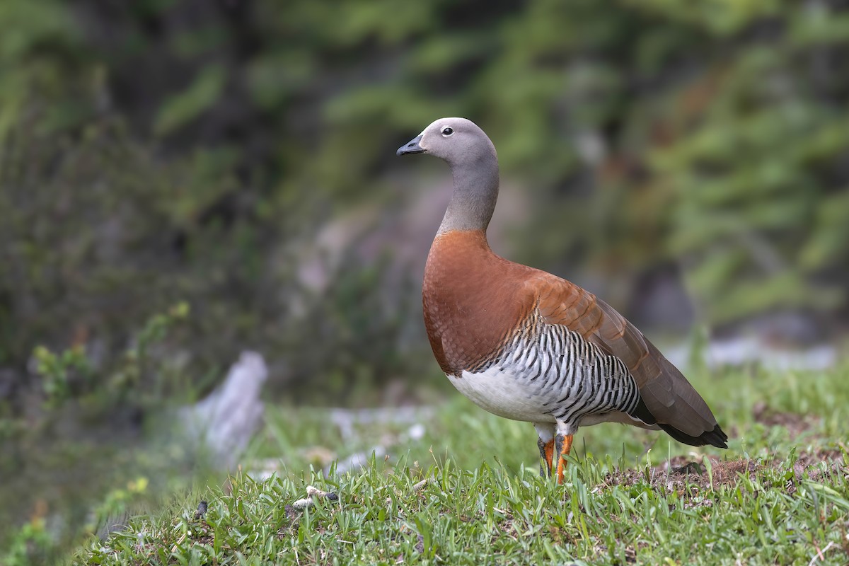 Ashy-headed Goose - ML627555304