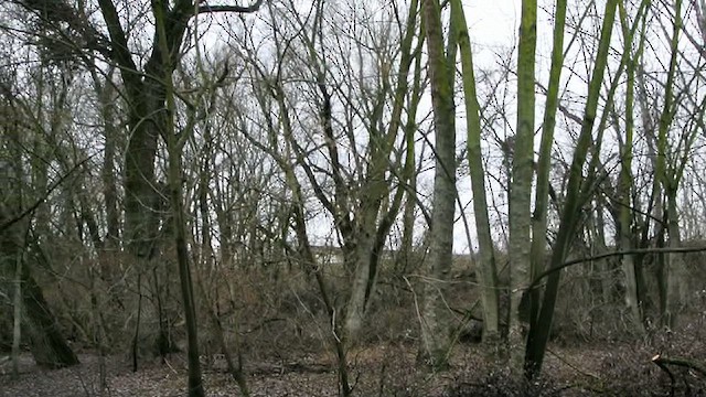 Lesser Spotted Woodpecker - ML627555316