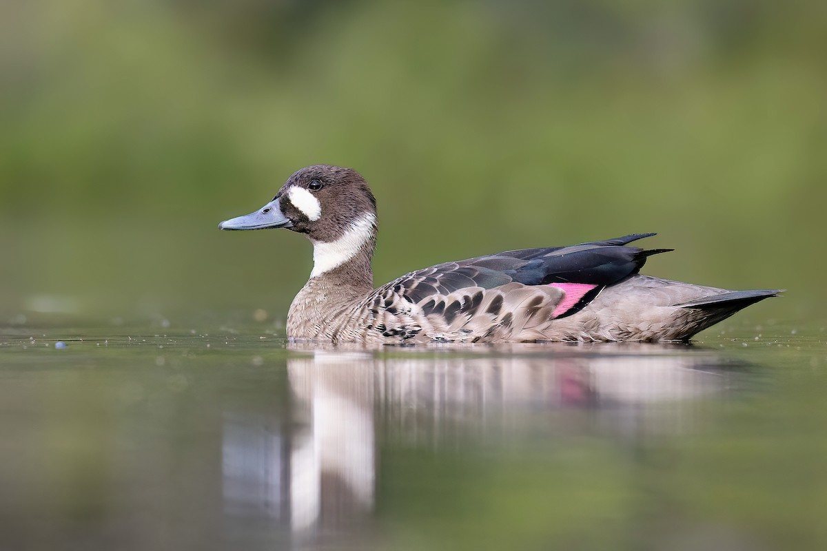 Spectacled Duck - ML627555317