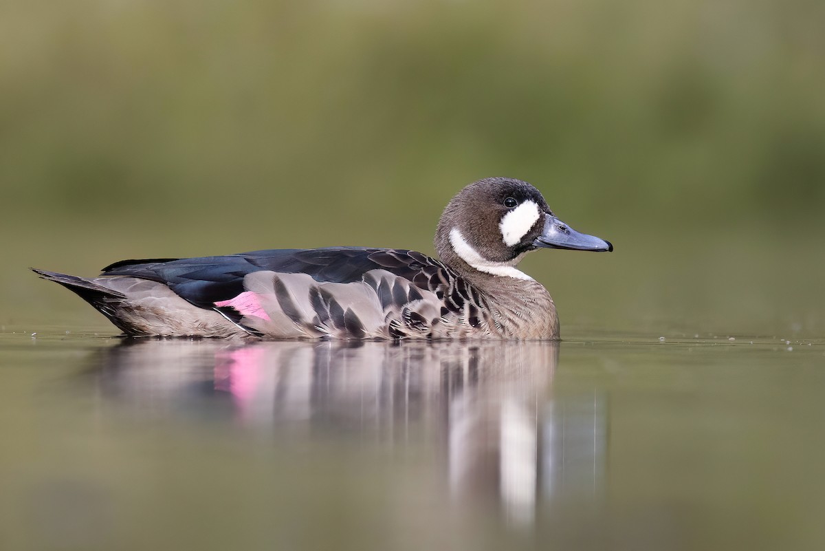 Spectacled Duck - ML627555318