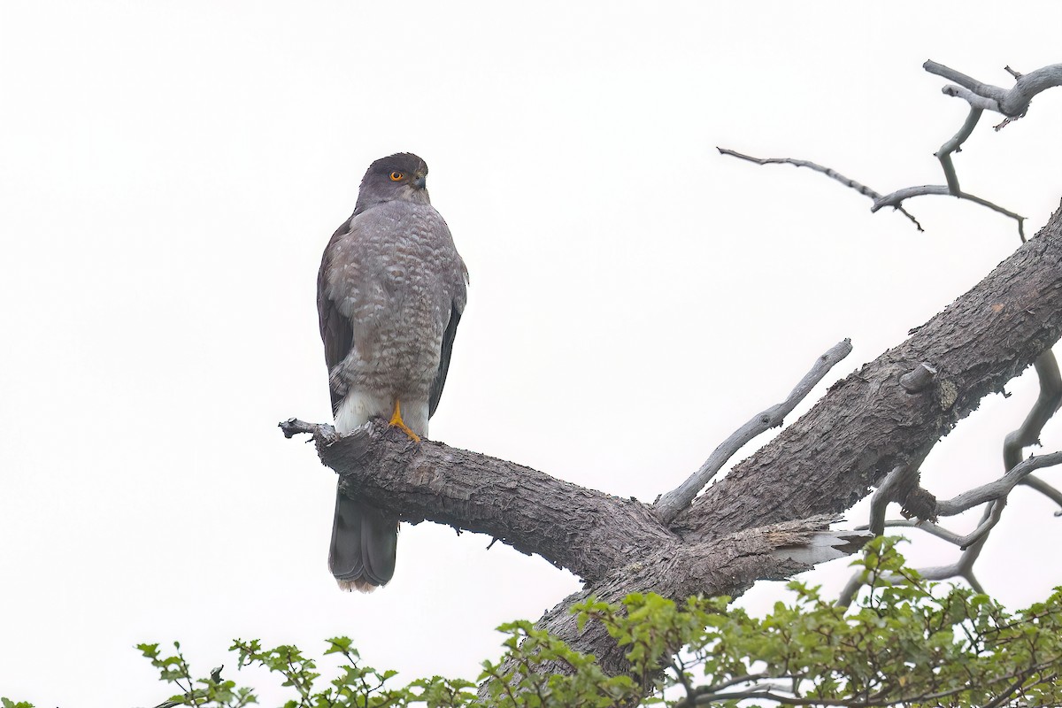 Chilean Hawk - ML627555324