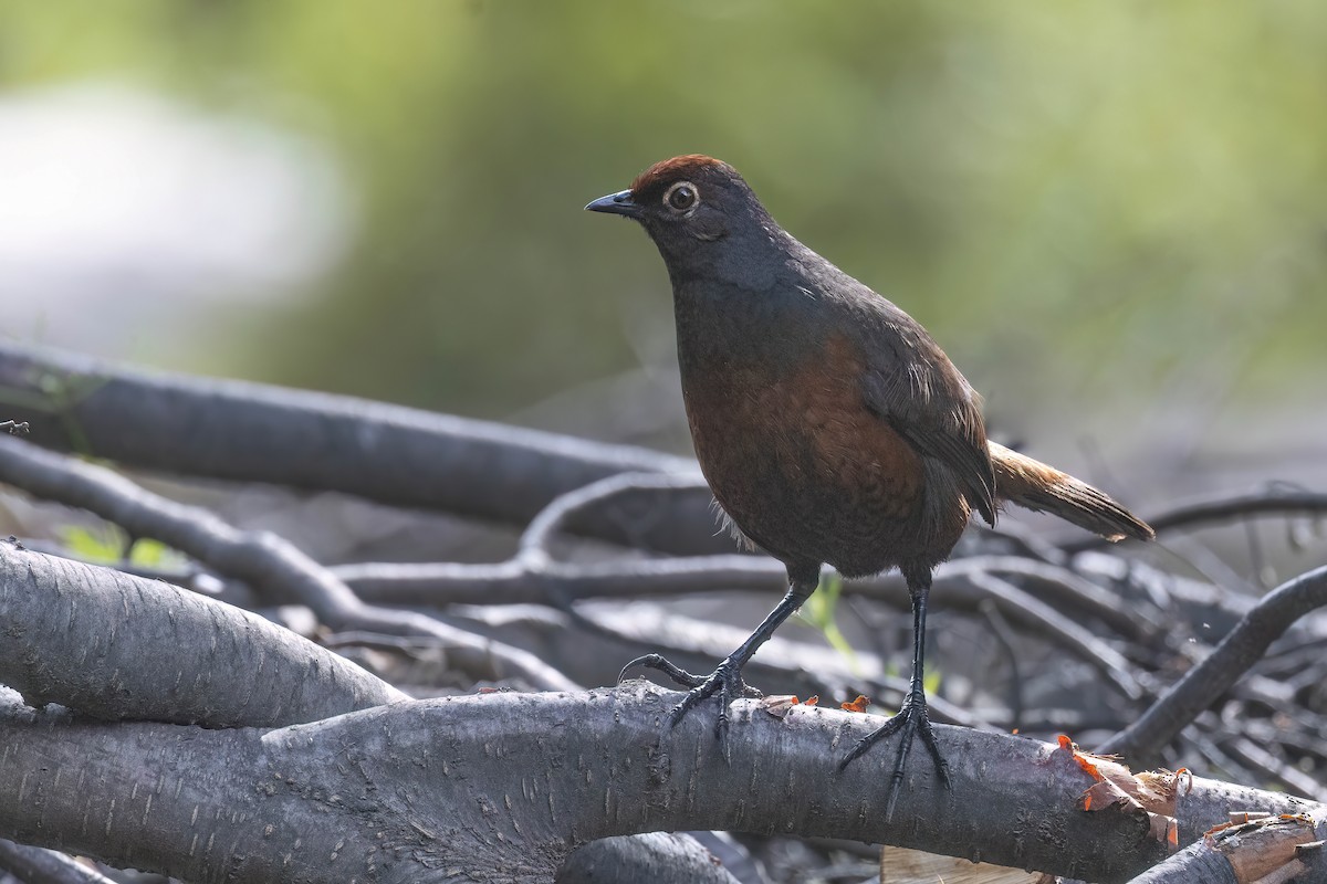 Black-throated Huet-huet - ML627555328