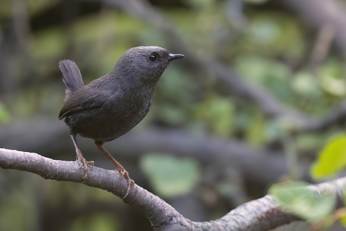 Magellanic Tapaculo - ML627555329