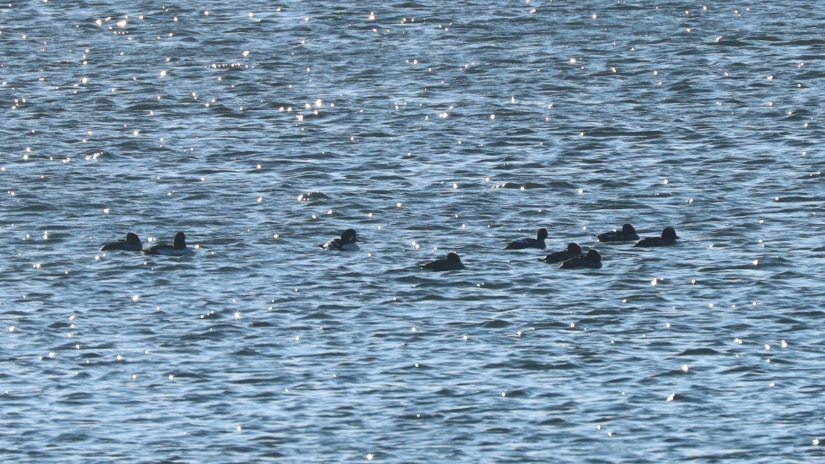 Barrow's Goldeneye - ML627555360