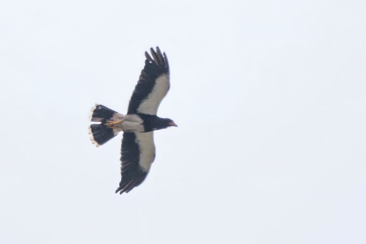 Mountain Caracara - ML627555437