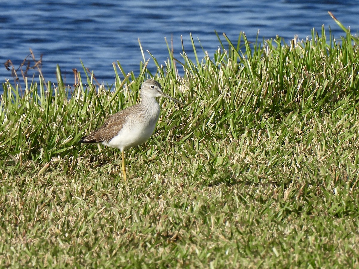 Greater Yellowlegs - ML627555519