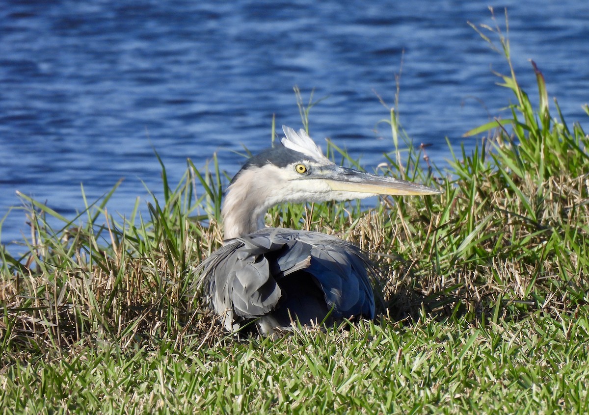 Great Blue Heron - ML627555525