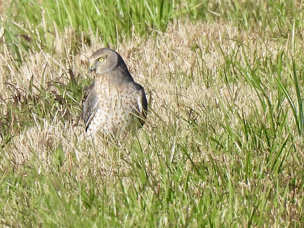 Northern Harrier - ML627555540