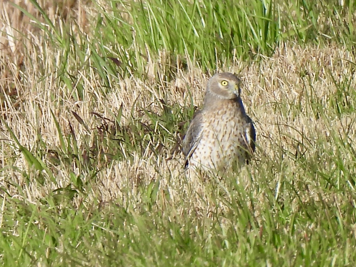 Northern Harrier - ML627555541