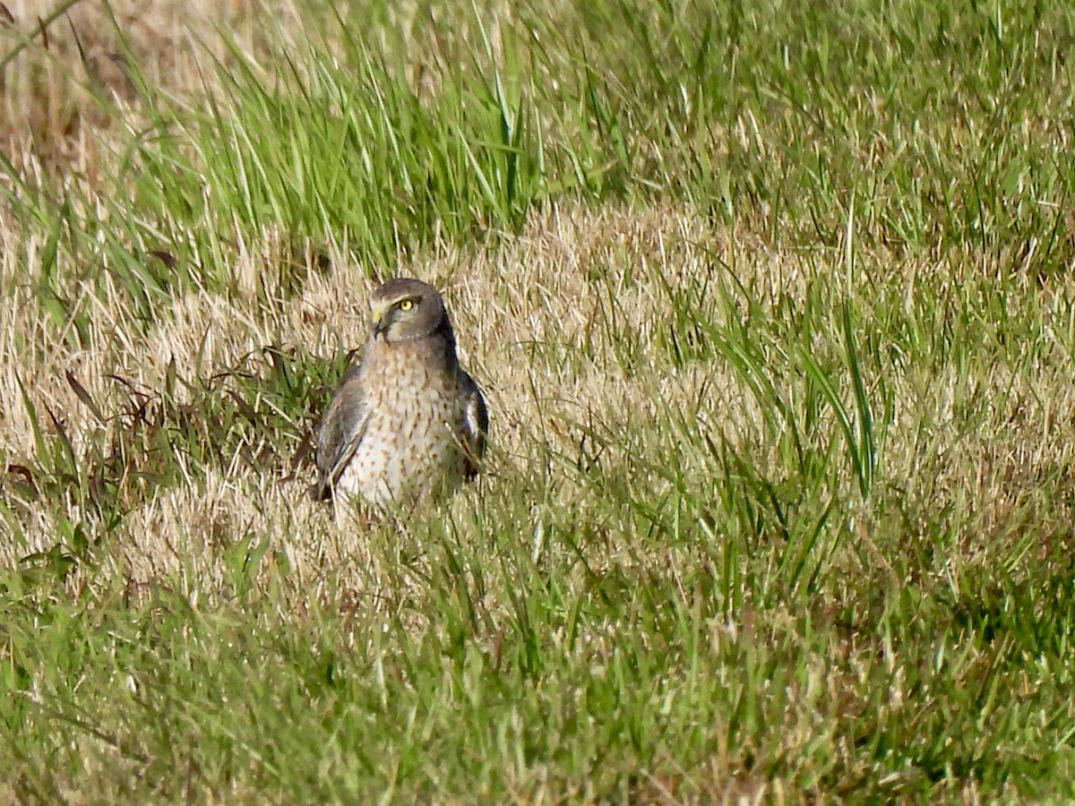 Northern Harrier - ML627555542