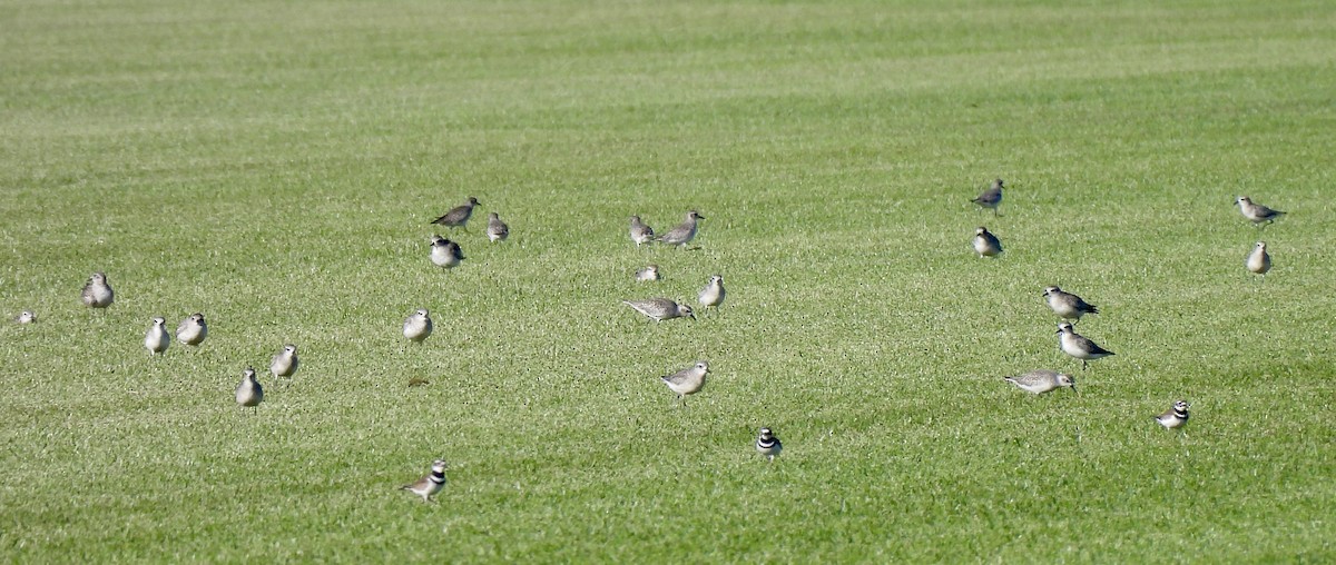 Black-bellied Plover - ML627555560