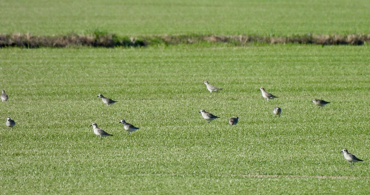 Black-bellied Plover - ML627555561