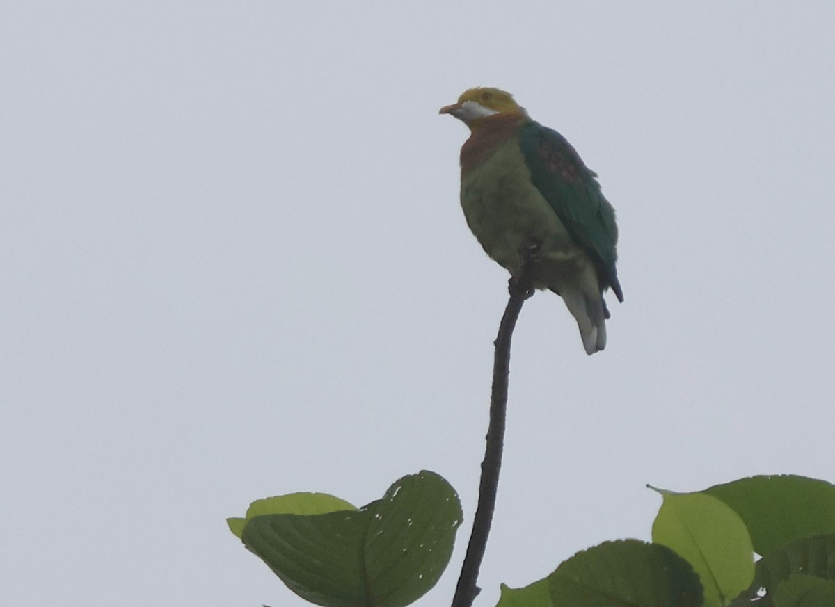 Pink-spotted Fruit-Dove - ML627555649