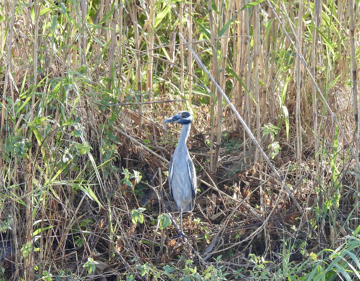 Yellow-crowned Night Heron - ML627555700