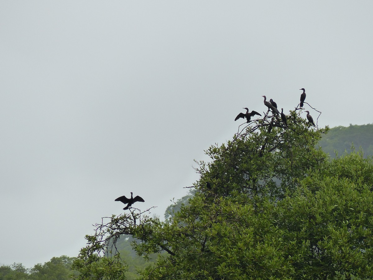 Neotropic Cormorant - ML62755571