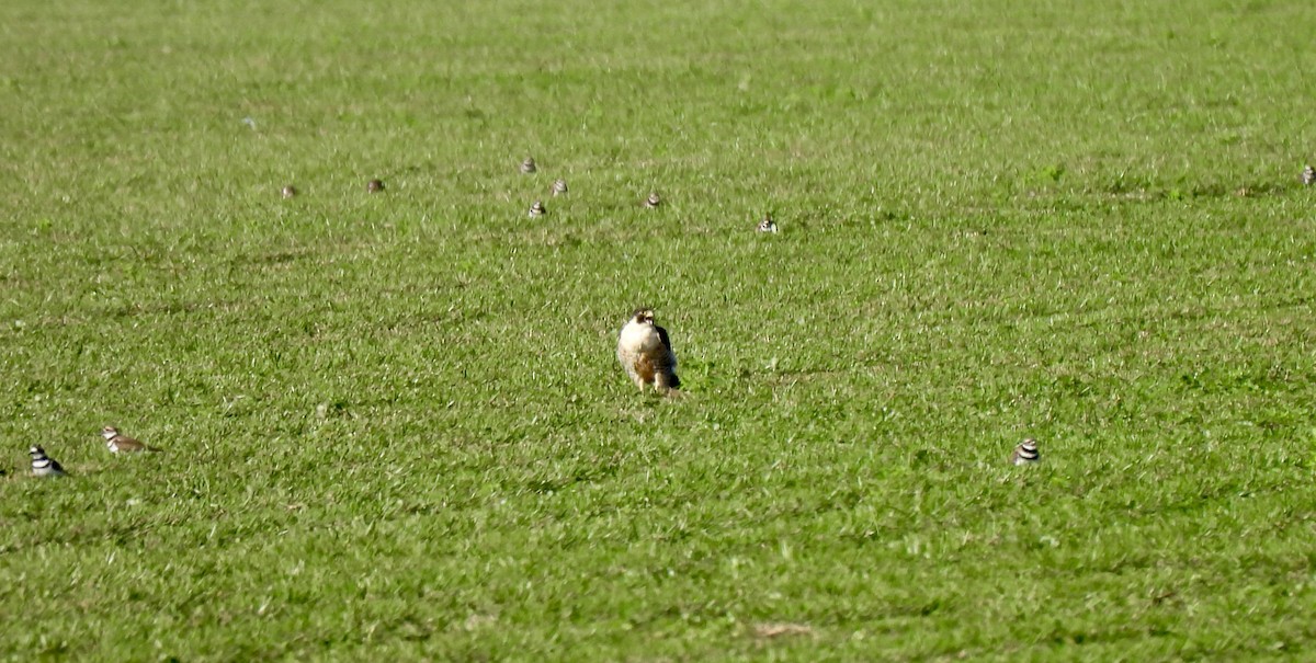 Peregrine Falcon - ML627555713