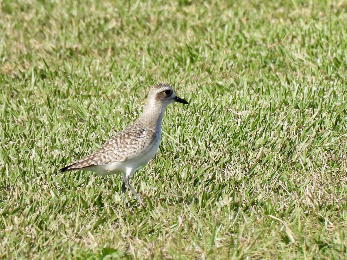 Black-bellied Plover - ML627555731