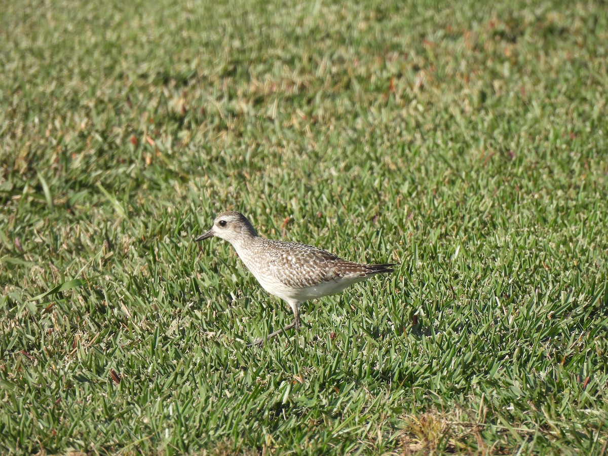 Black-bellied Plover - ML627555732