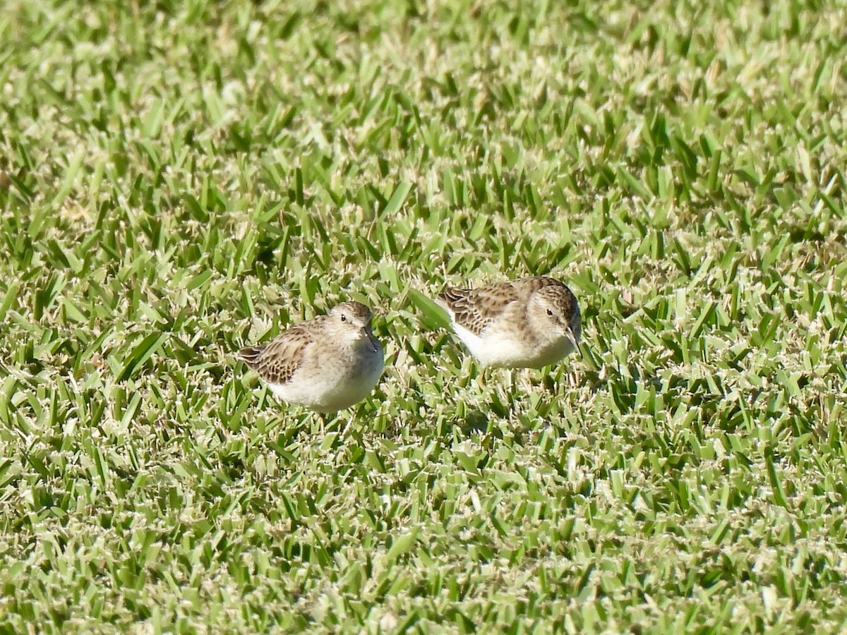 Least Sandpiper - ML627555749