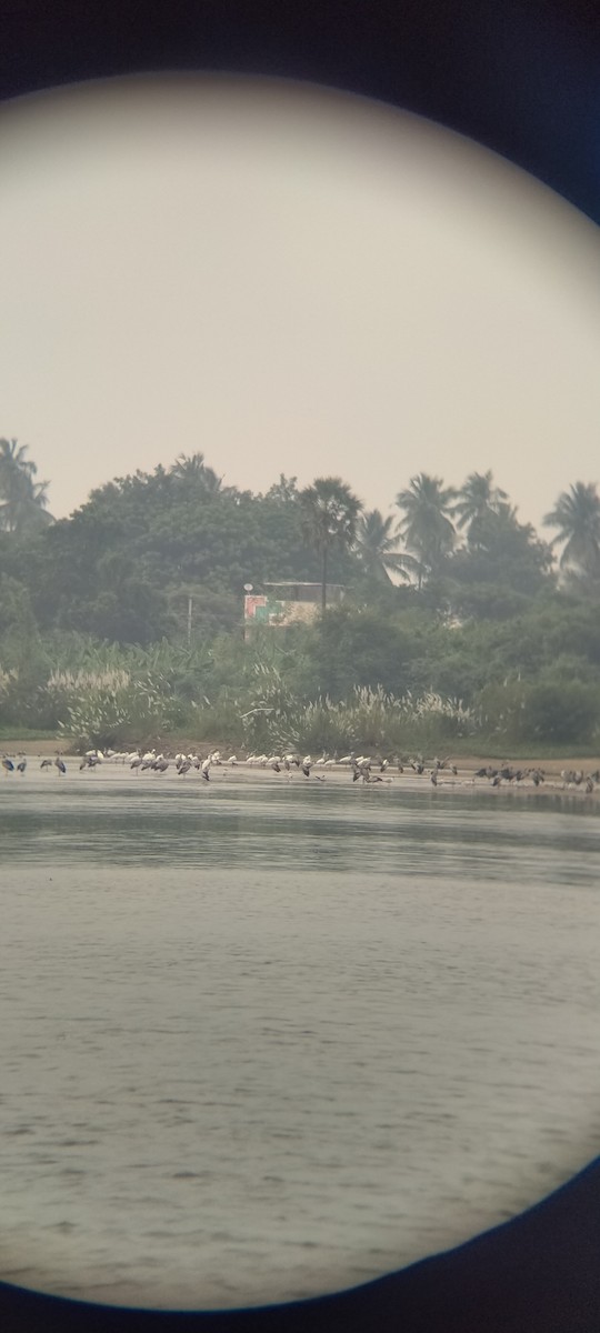 Eurasian Spoonbill - ML627555951