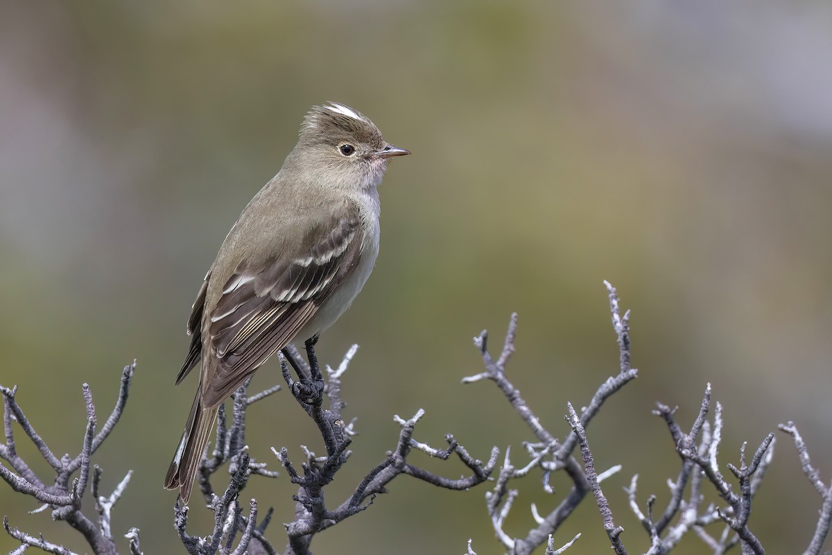 White-crested Elaenia (Chilean) - ML627555967