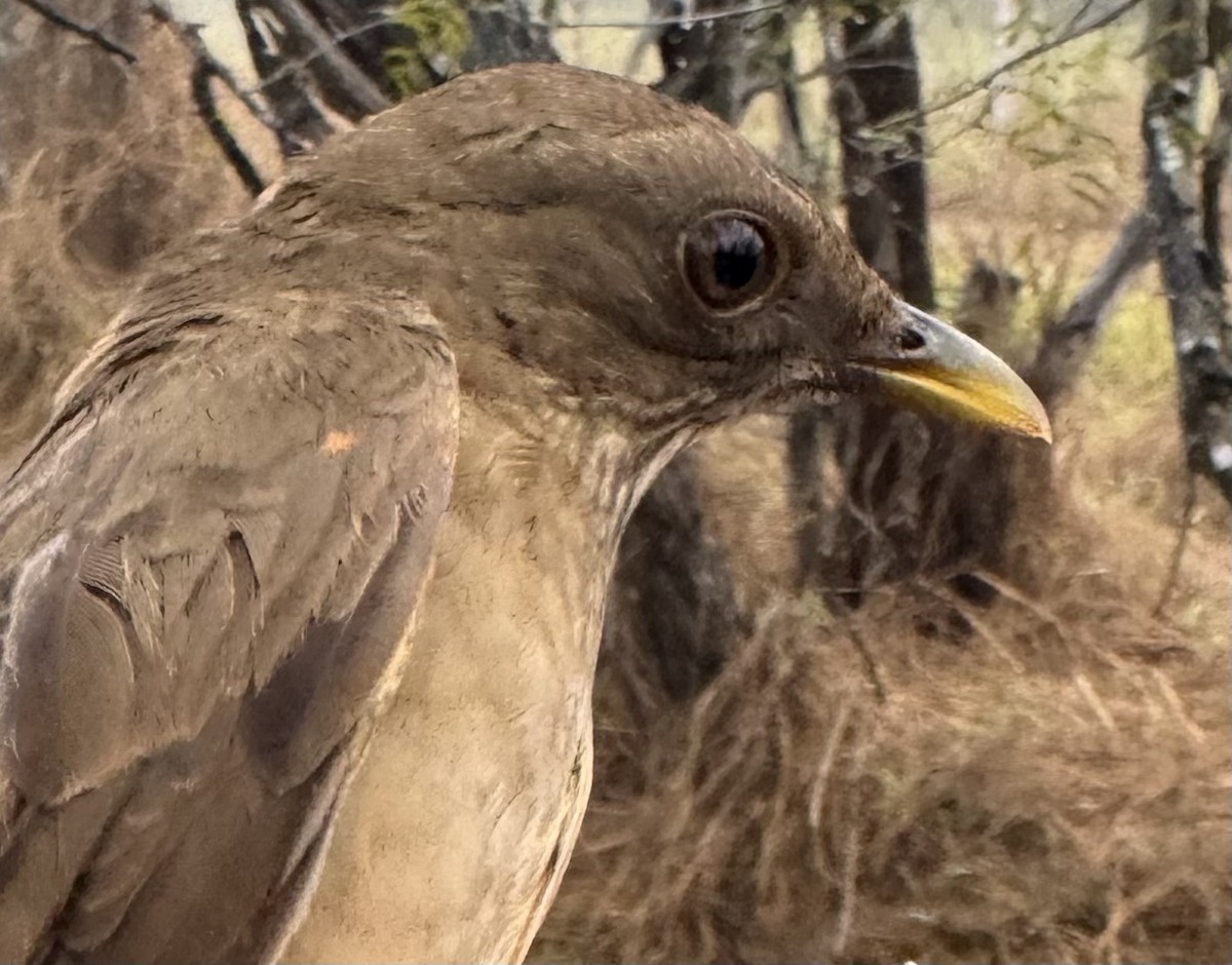 Clay-colored Thrush - ML627555978