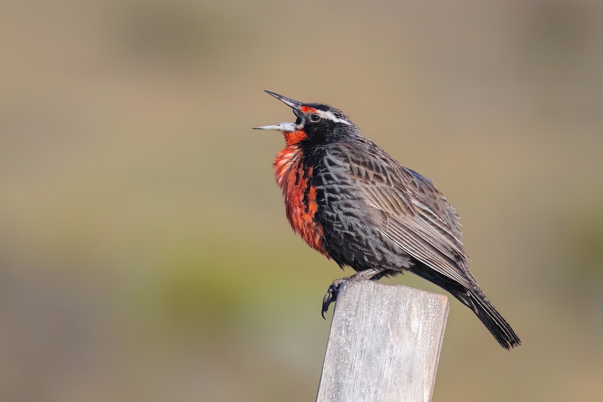 Long-tailed Meadowlark - ML627555980