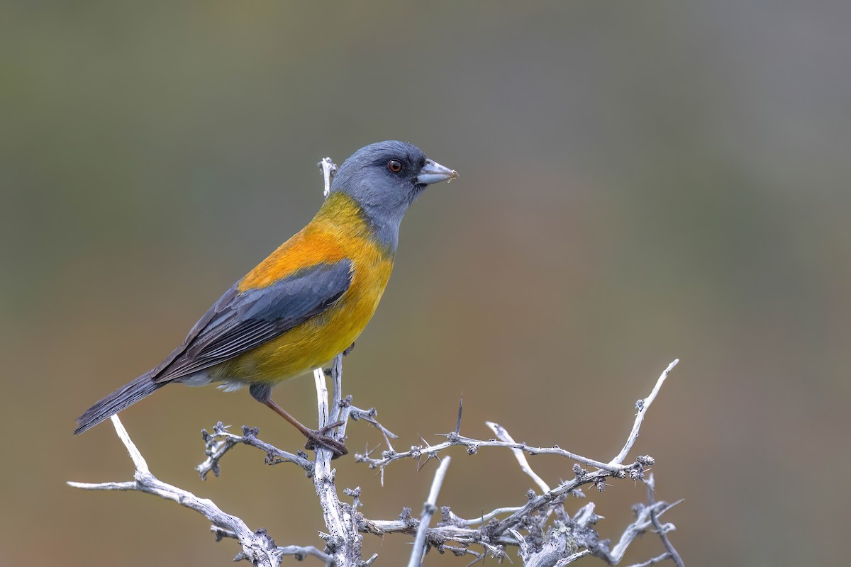 Patagonian Sierra Finch - ML627555985