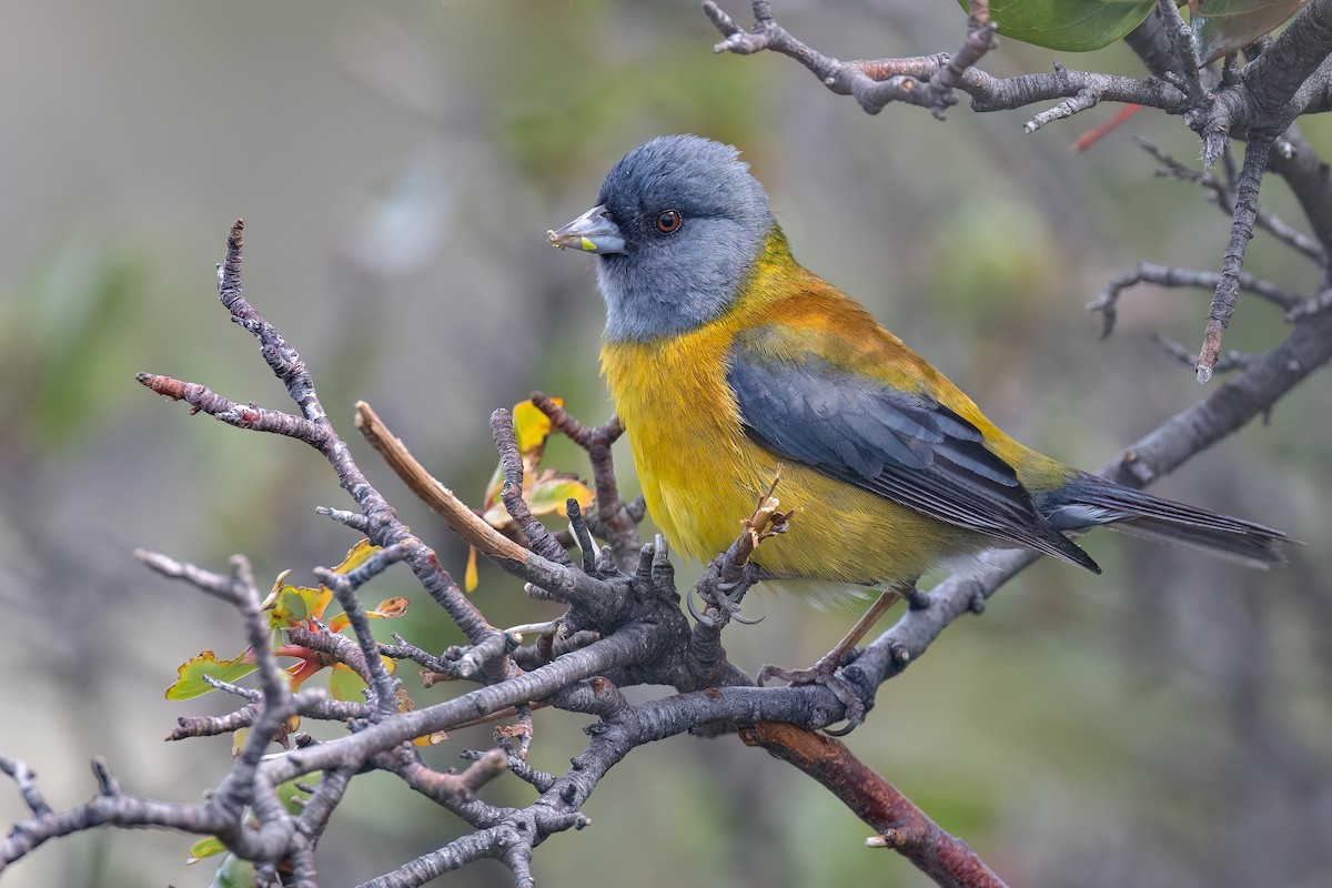 Patagonian Sierra Finch - ML627555986