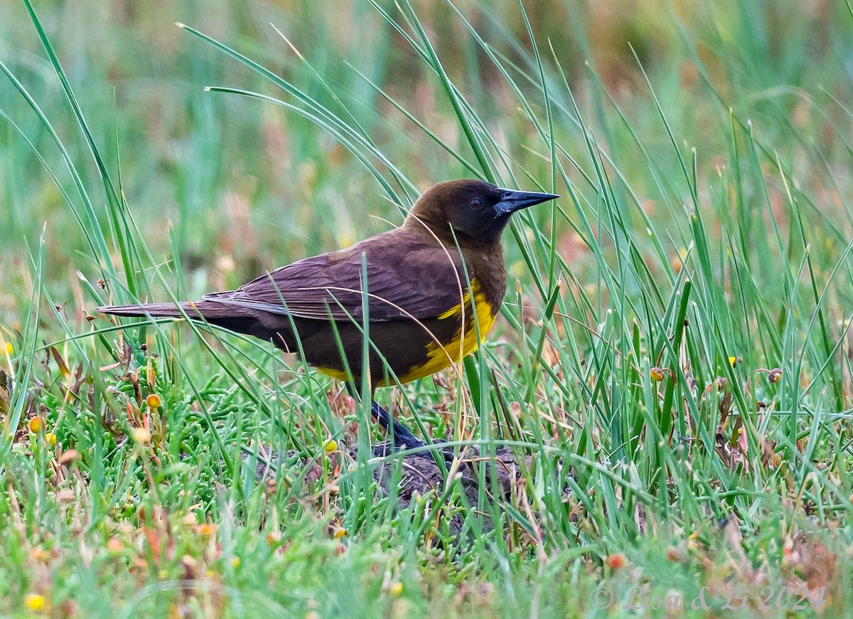 Yellow-rumped Marshbird - ML627556085