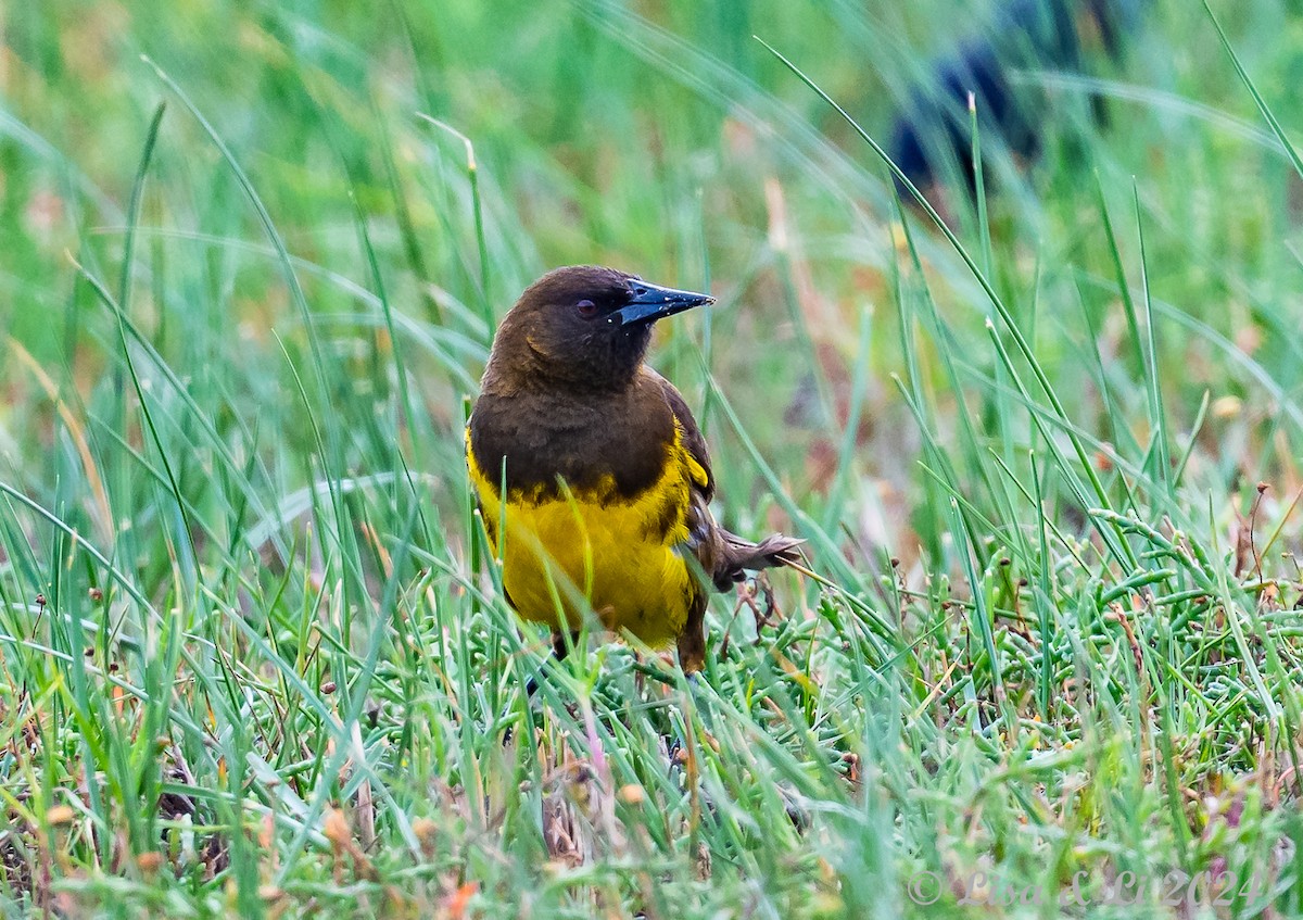 Yellow-rumped Marshbird - ML627556086