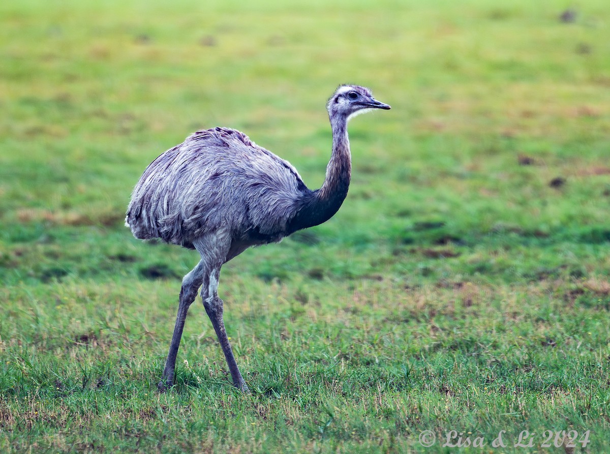 Greater Rhea - ML627556125