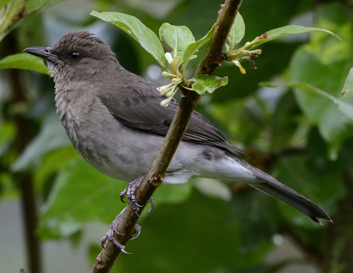 Black-billed Thrush - ML627556298