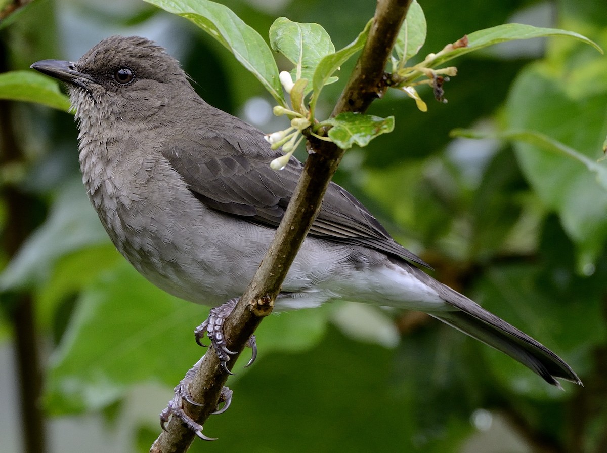 Black-billed Thrush - ML627556299