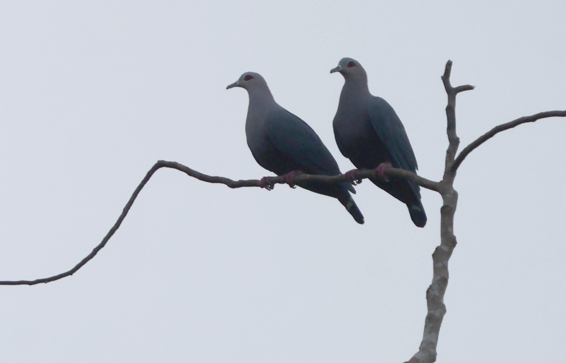 Pinon's Imperial-Pigeon - ML627556318