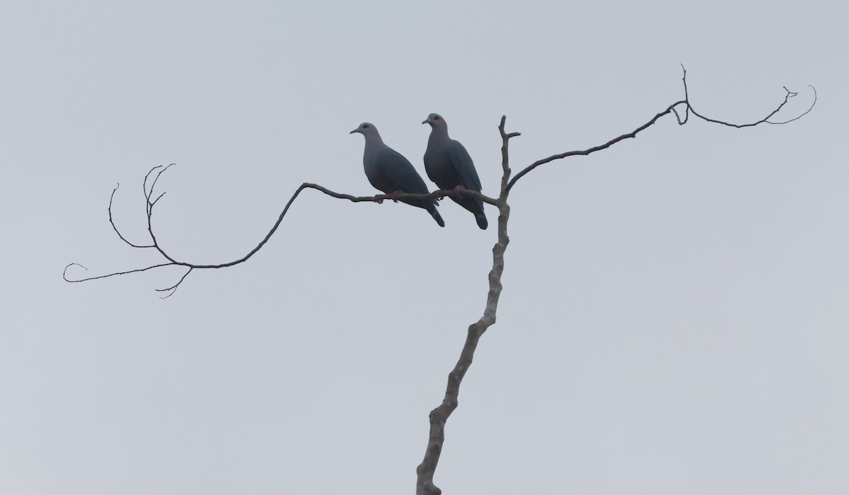 Pinon's Imperial-Pigeon - ML627556319