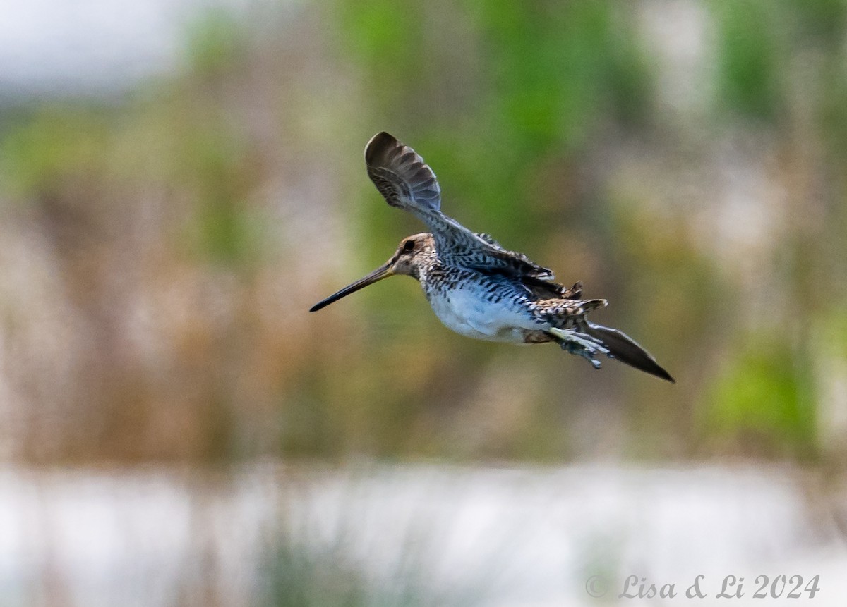 Pantanal Snipe - ML627556324