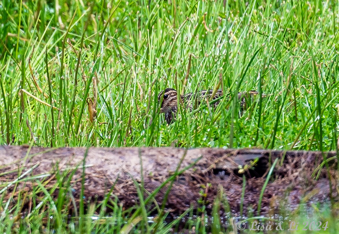 Pantanal Snipe - ML627556325