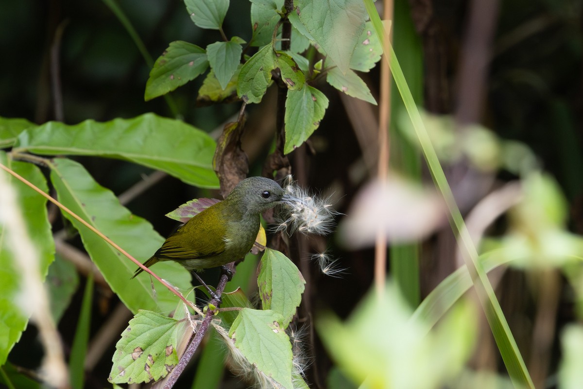 White-flanked Sunbird - ML627556371